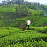 ooty image