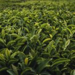 Tea Garden