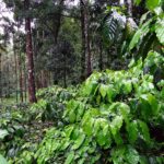 coffee-plantation