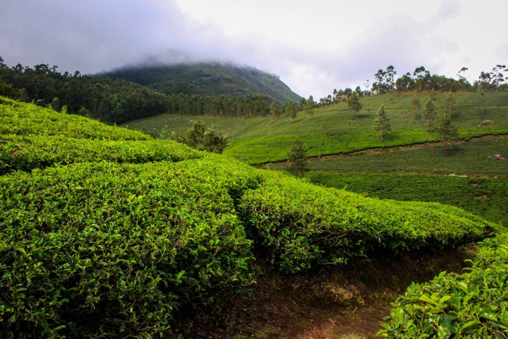 munnar image
