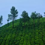 nature-3535036_1920