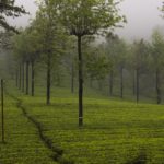 tea-garden-1751083_1920