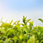 tea-plantation-4447588_1920