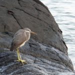 western-reef-egret